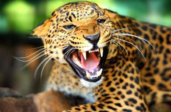 Jaguar angry open mouth