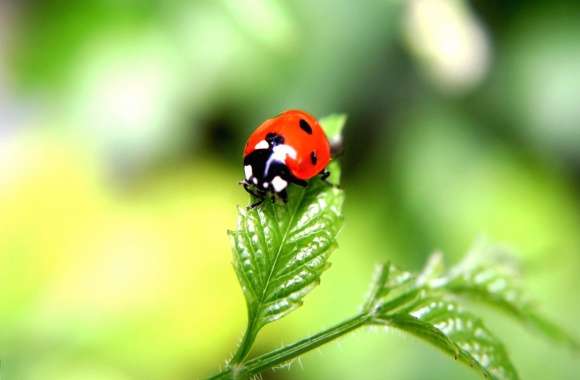 Ladybug on green leave