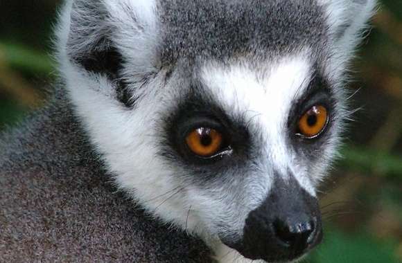 Lemur head cute