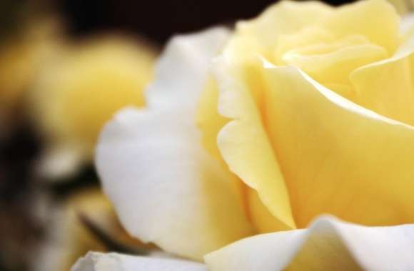 Light Yellow Rose