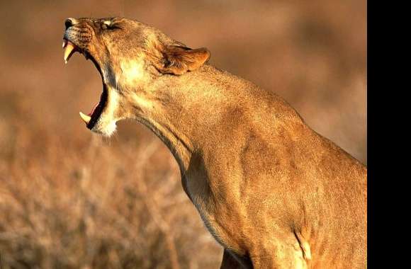 Lioness africa mouth open