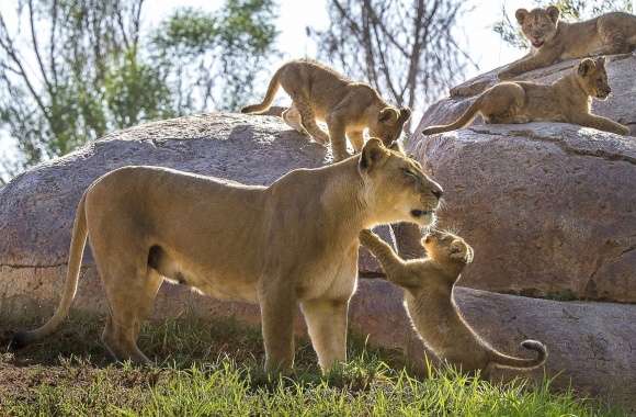 Lioness playing with its cubs