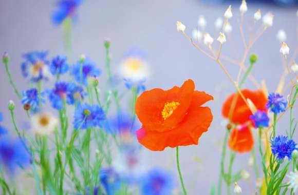 Lovely Poppy wallpapers hd quality
