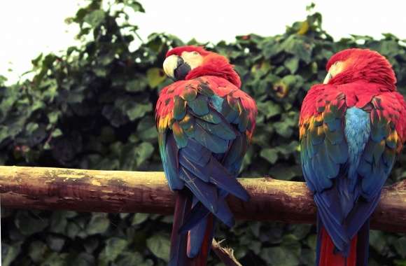 Macaws on the branch