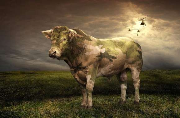 Military camouflage bull