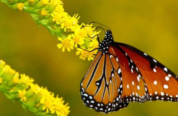 Monarch Butterfly on Yellow Flowers wallpapers hd quality