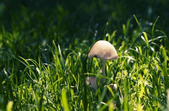 Mushroom In The Grass wallpapers hd quality