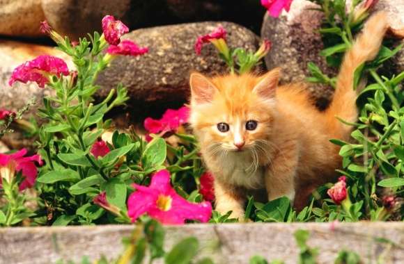 Orange kitten between the flowers