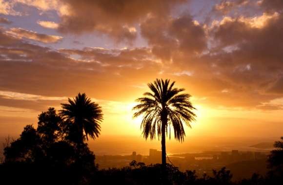 Palm Tree In Sunset Light