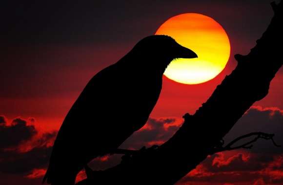 Perched Raven Silhouette, Red Sunset