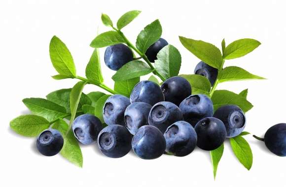 Perfect blueberries