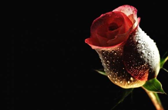 Perfect Red Rose wallpapers hd quality