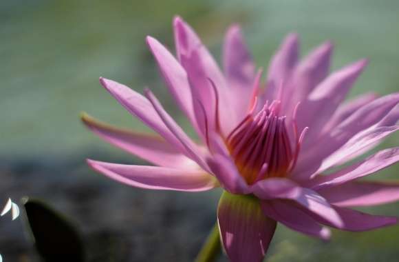 Pink Water Lily Flower wallpapers hd quality