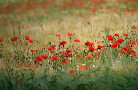 Poppies In The Field wallpapers hd quality