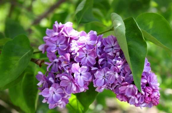 Purple Lilac Flowers wallpapers hd quality