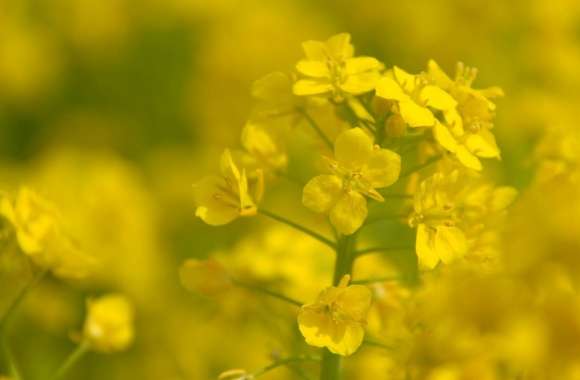 Rape Blossoms Close-up wallpapers hd quality