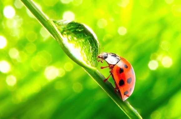 Red black ladybug water wallpapers hd quality