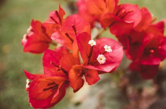 Red Bougainvillea Flowers