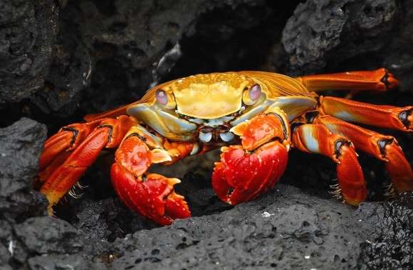 Red crab wallpapers hd quality