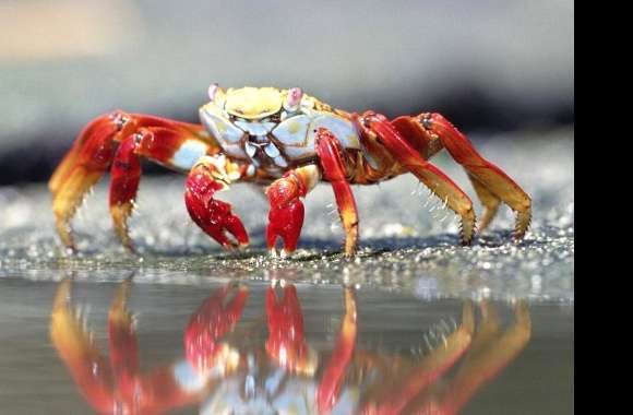Reflected crab