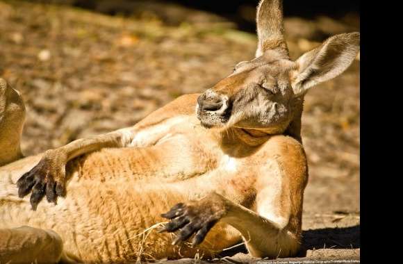Relaxed kangaroo wallpapers hd quality