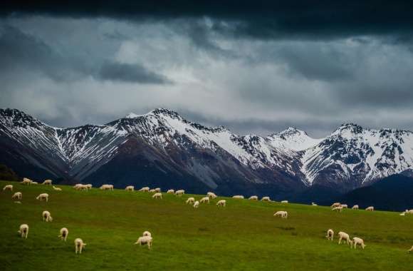 Sheep On Mountain Pasture