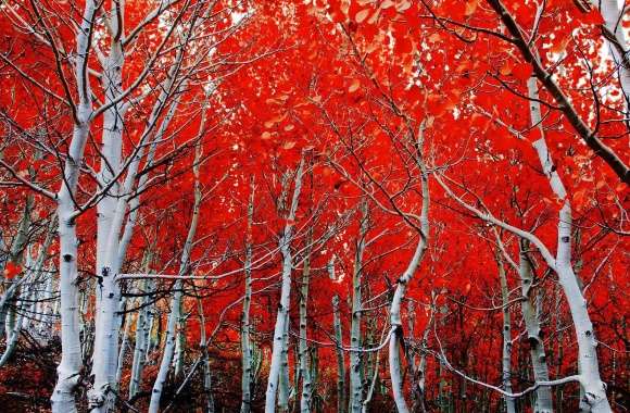 Sierra Nevada Red Trees