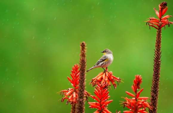 Small Bird Perched on an Aloe Flower in the Rain wallpapers hd quality