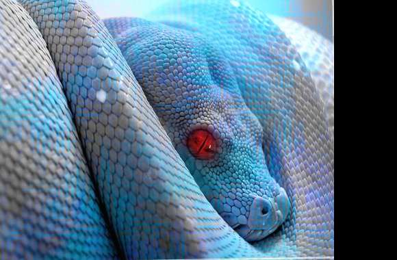 Snake blue
