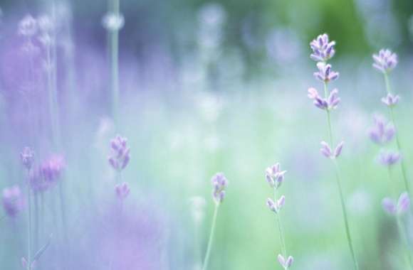Soft Focus Small Purple Flowers wallpapers hd quality