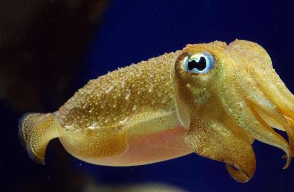 Squid Underwater