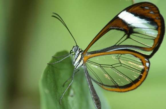 Transparent Butterfly Wings
