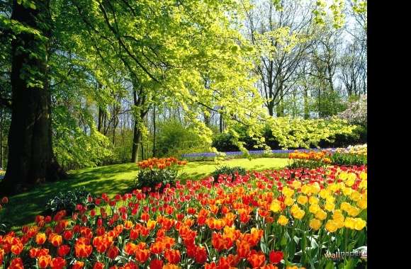 Tulips garden holland