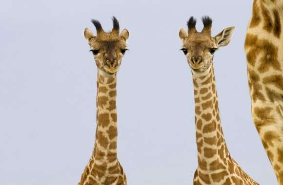 Two Newborn Giraffe Masai Mara Kenya
