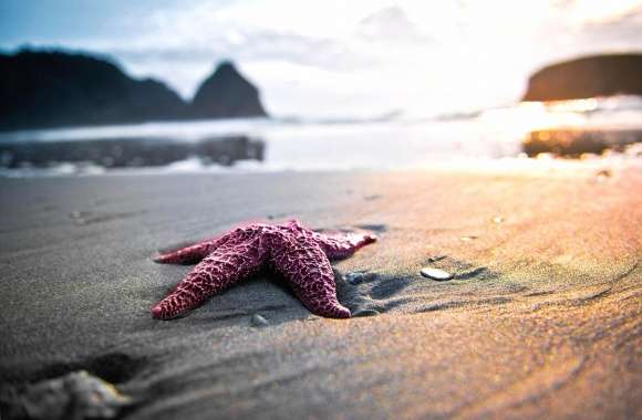 Violet sea star wallpapers hd quality
