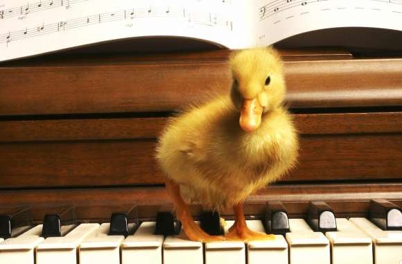 Weird duck play piano