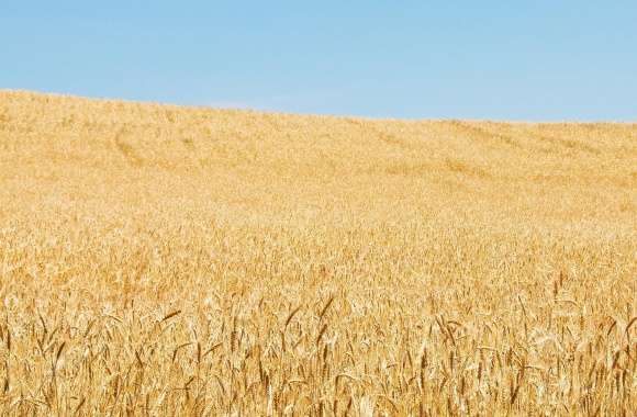Wheat Field And Sky wallpapers hd quality