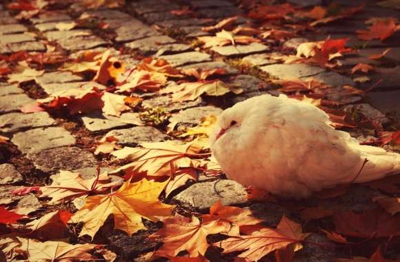 White Dove Autumn