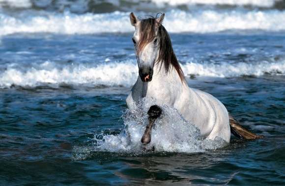 White Horse Running In Water wallpapers hd quality