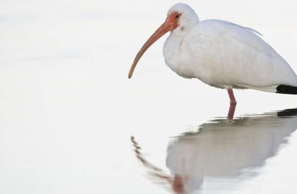White Ibis At Dawn Fort Meyers Florida wallpapers hd quality