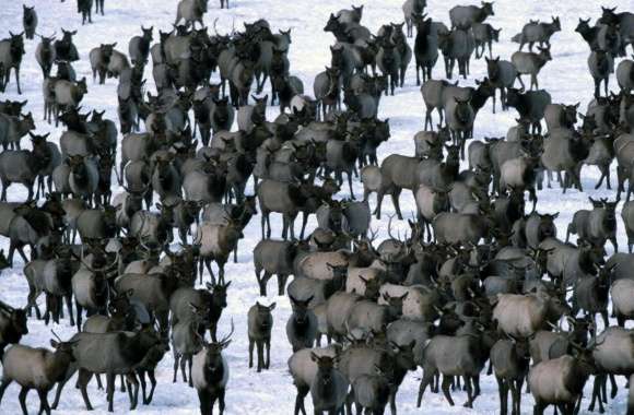 Winter Elk Herd Grand Teton National Park