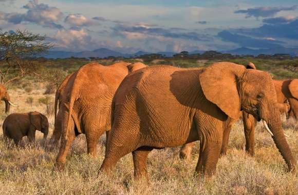 African Elephants Samburu National Reserve Kenya wallpapers hd quality
