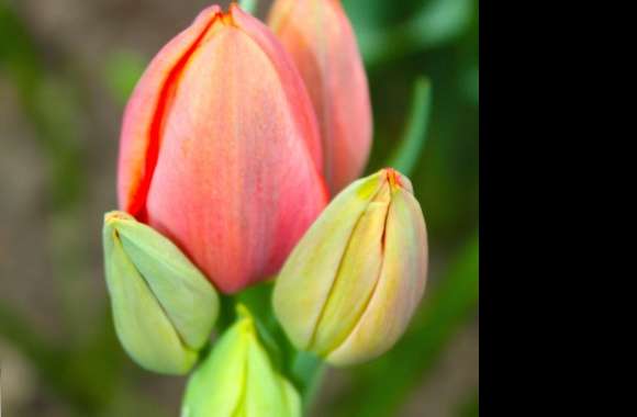 Baby tulips