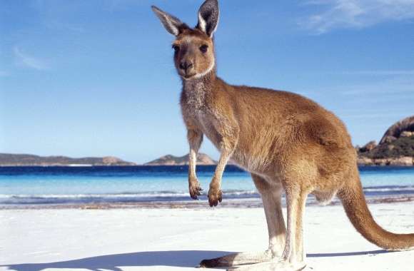Beach kangaroo