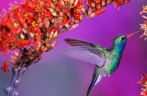 Beautiful Hummingbird wallpapers hd quality