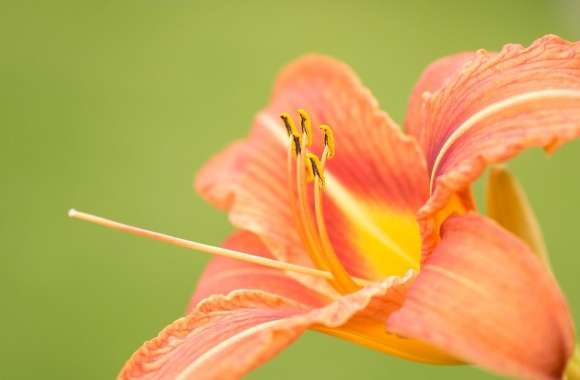 Beautiful Orange Lily Flower, Green Background