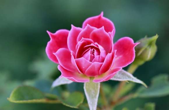 Beautiful Rose Petals