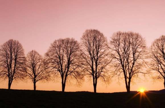 Beech Trees At Sunrise