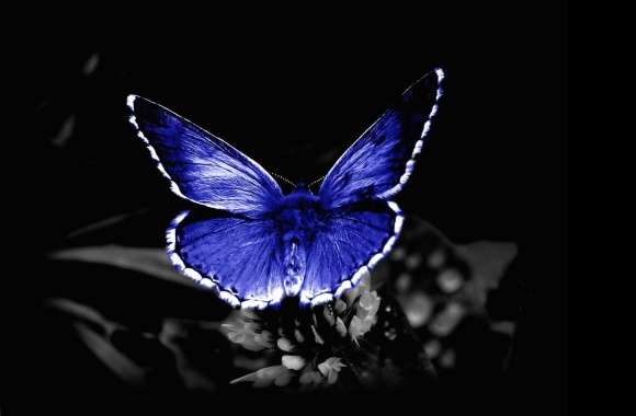 Blue Butterfly wallpapers hd quality