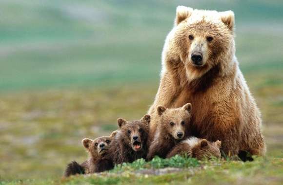Brown bear family wallpapers hd quality